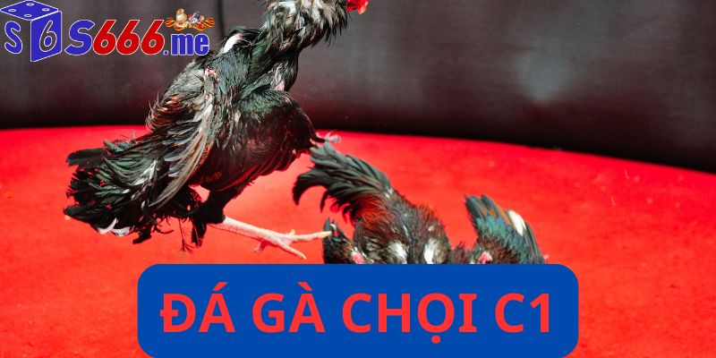 Đá gà chọi c1